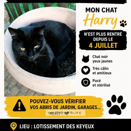 Foto 1/1 Kat teruggevonden Vermist in Soumagne