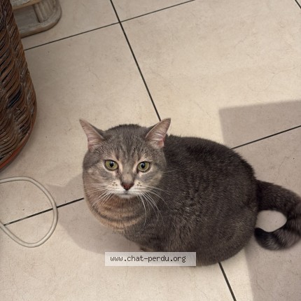 Photo of a cat found in Court Saint Etienne