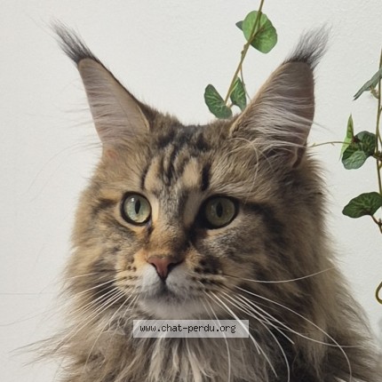 Photo of a cat found in Tours