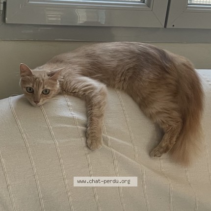 Photo of a cat found in Toulouse