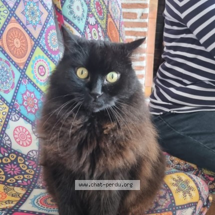 Photo of a cat found in St Rogatien