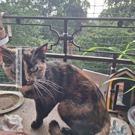 Foto 2/2 misty Katze verloren in Commugny