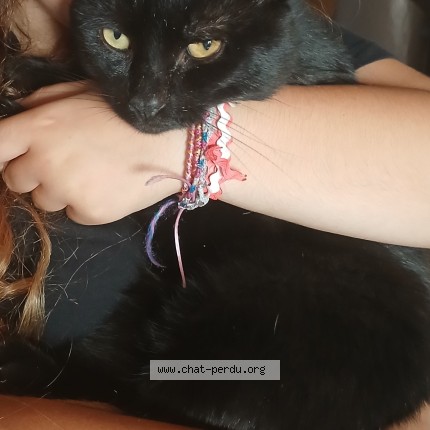 Photo of a cat found in Saint Laurent De La Salanque