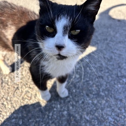 Photo of a cat found in Lambesc