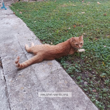 Photo of a cat found in Auxonne