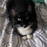 Jade