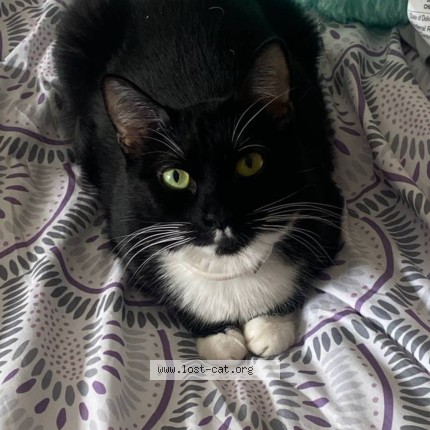 Photo 1/1 Jade Cat lost in Roseville