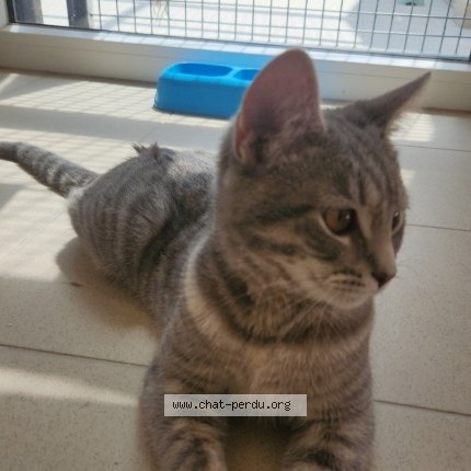Foto 1/2 Kat teruggevonden Vermist in Saint Gilles