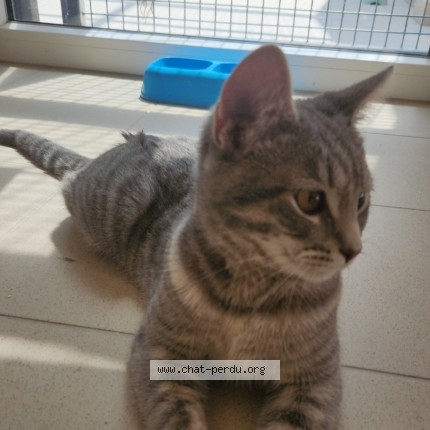 Foto 2/2 Kat teruggevonden Vermist in Saint Gilles