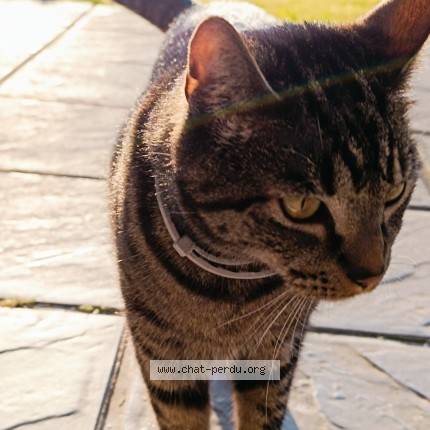 Foto 1/1 Boncuk Kat vermist in Seraing