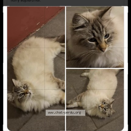 Foto 1/1 claquette Kat vermist in Saint Goerge