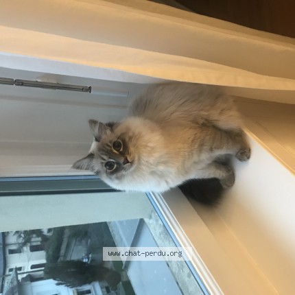 Foto 1/1 Blue Katze verloren in Geneve