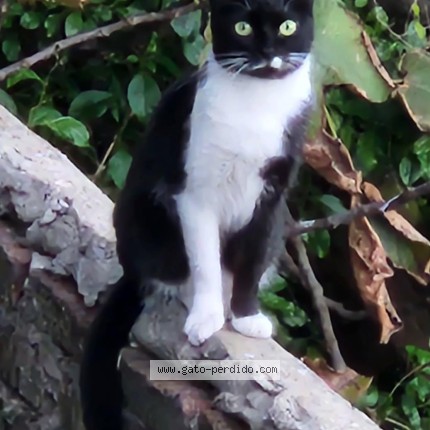 Photo of a cat found in Villa Ariza Ituzaingo