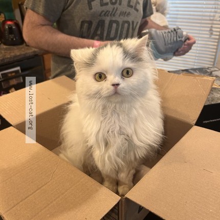 Photo 1/1 Shmipy Cat lost in Dalton