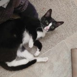 oreo