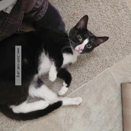 Photo 1/1 oreo Cat lost in Tacoma