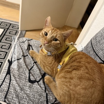 Foto einer verlorenen Katze in Kiel