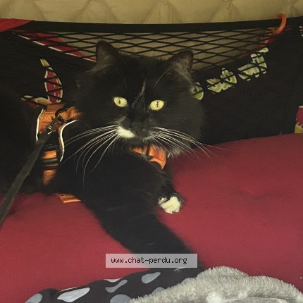 Photo of a cat found in Eguzon Chantome