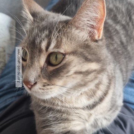 Photo of a cat found in Saint Jean Bonnefonds