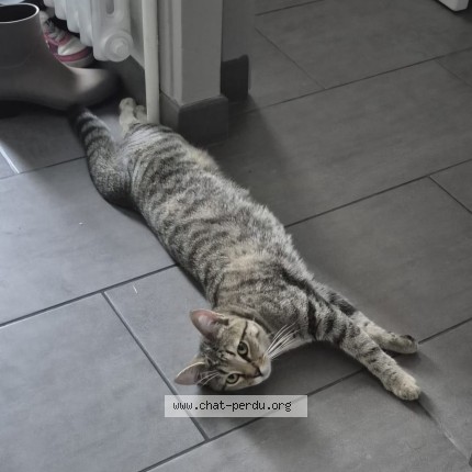 Photo of a cat found in Conflans Sainte Honorine