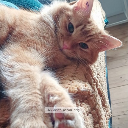Photo of a cat found in Brest