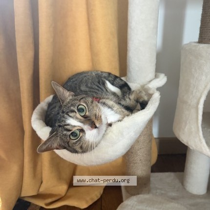 Photo of a cat found in Noisy Le Grand