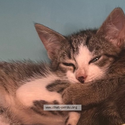 Photo of a cat found in Betton