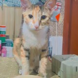 Chintu