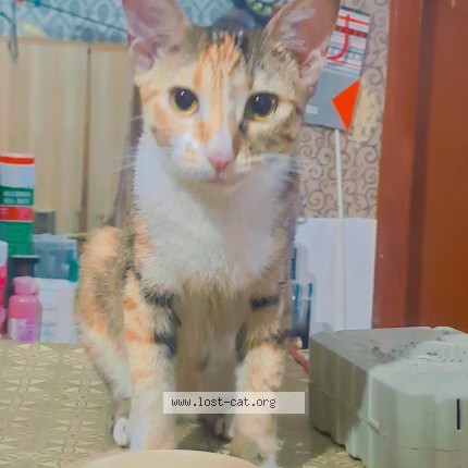 Photo 1/1 Chintu Cat lost in Lhr