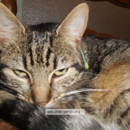 Foto 1/1 Kat teruggevonden Vermist in Saint Nicolas