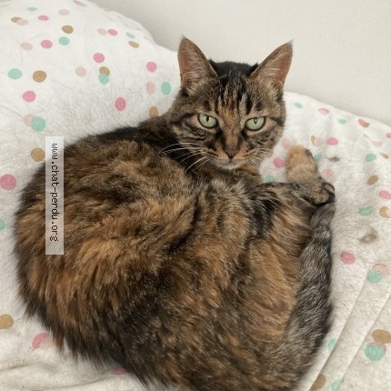 Photo of a cat found in Angers