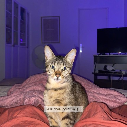 Photo of a cat found in Montluel