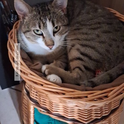 Photo of a cat found in La Rochefoucauld En Angoumois