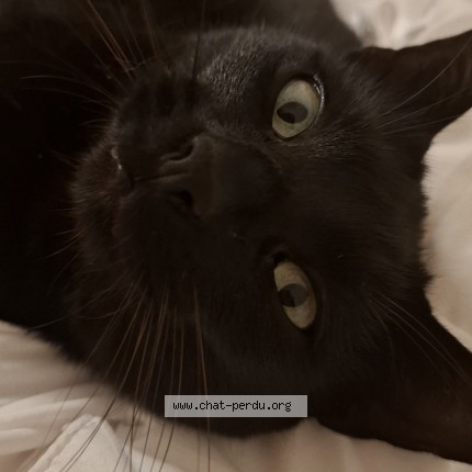 Photo of a cat found in Saint Pierre Du Mont