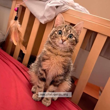 Foto 1/1 Vroom Kat vermist in Liege