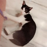 kitten