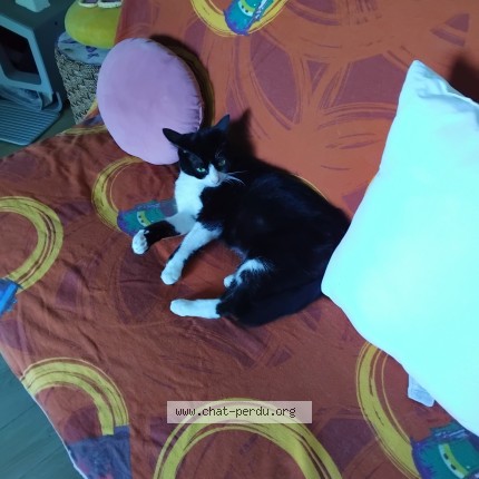 Photo of a cat found in Rennes