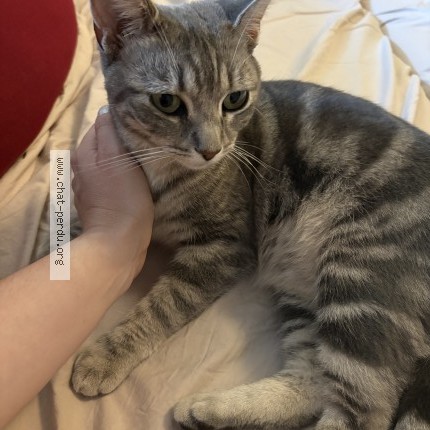 Photo of a cat found in Saint Porchaire