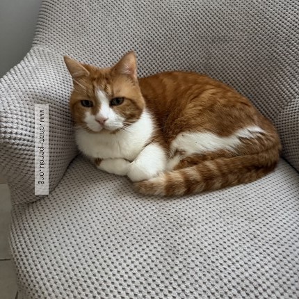 Photo of a cat found in Saint Molf