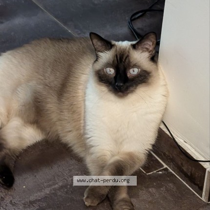 Photo of a cat found in Ris Orangis