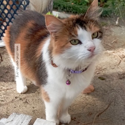 Photo of a cat found in Saumur