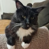 Bruno