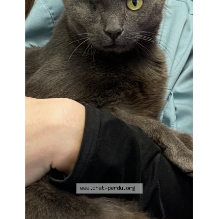 Foto 1/2 Kat teruggevonden Vermist in Marcinelle