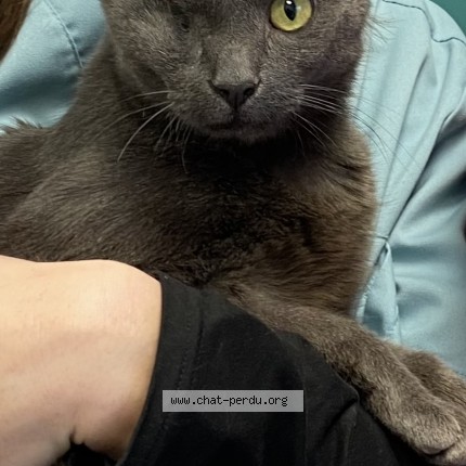 Foto 2/2 Kat teruggevonden Vermist in Marcinelle