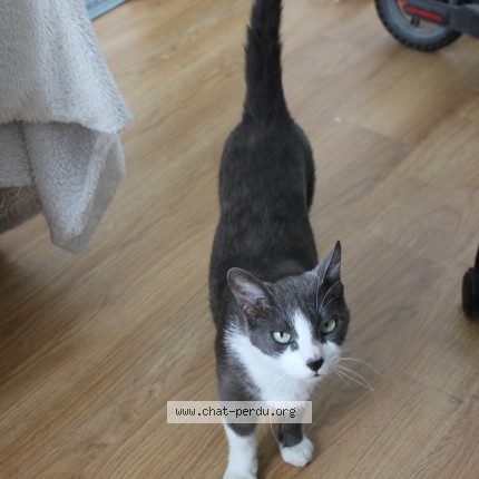Photo of a cat found in Bruges