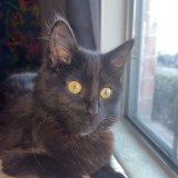 indie