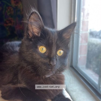Photo 1/1 indie Cat lost in Kansas City