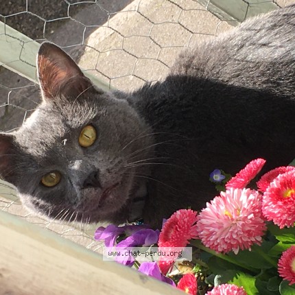 Photo of a cat found in Nancy