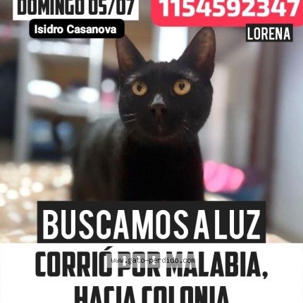 Photo of a cat found in La Matanza