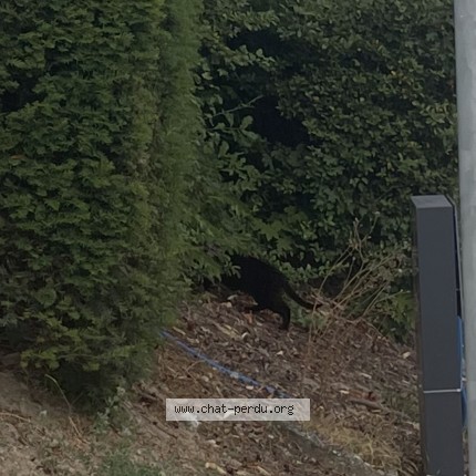 Foto 1/2 Gefundene Katze Gefunden in Geneve
